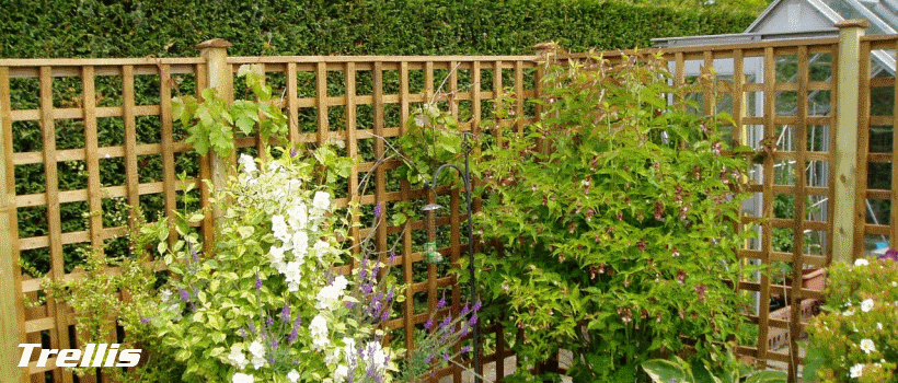 Trellis